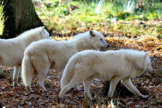 Tundrawolf Ayla, Khan und Scott Wildpark Alte Fasanerie Klein Auheim 2015