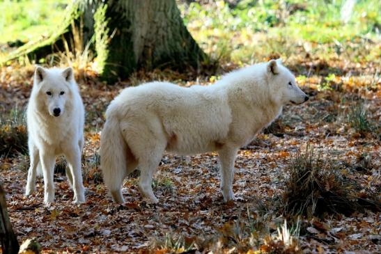 Tundrawolf Ayla, Khan und Scott Wildpark Alte Fasanerie Klein Auheim 2015