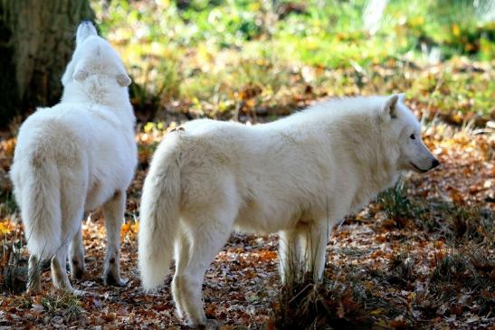 Tundrawolf Ayla, Khan und Scott Wildpark Alte Fasanerie Klein Auheim 2015