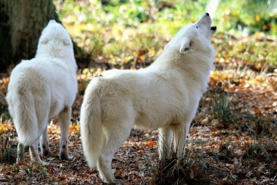 Tundrawolf Ayla, Khan und Scott Wildpark Alte Fasanerie Klein Auheim 2015