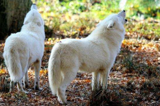 Tundrawolf Ayla, Khan und Scott Wildpark Alte Fasanerie Klein Auheim 2015