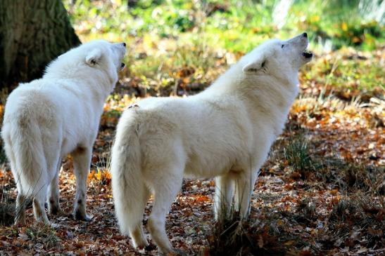 Tundrawolf Ayla, Khan und Scott Wildpark Alte Fasanerie Klein Auheim 2015