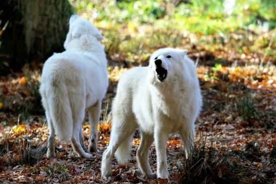 Tundrawolf Ayla, Khan und Scott Wildpark Alte Fasanerie Klein Auheim 2015