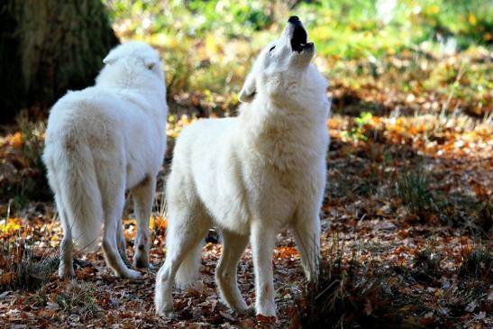 Tundrawolf Ayla, Khan und Scott Wildpark Alte Fasanerie Klein Auheim 2015