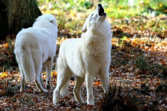 Tundrawolf Ayla, Khan und Scott Wildpark Alte Fasanerie Klein Auheim 2015