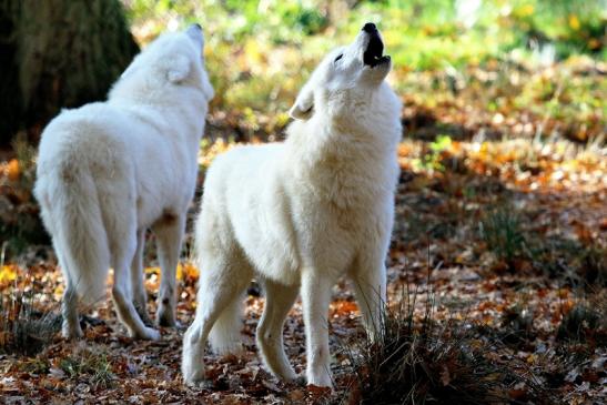 Tundrawolf Ayla, Khan und Scott Wildpark Alte Fasanerie Klein Auheim 2015