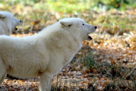 Tundrawolf Ayla, Khan und Scott Wildpark Alte Fasanerie Klein Auheim 2015