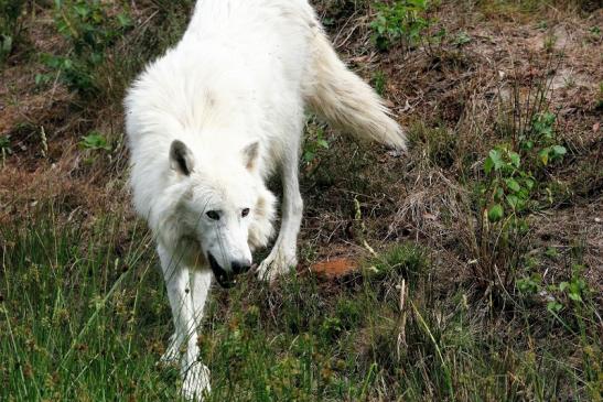 Tundrawolf Ayla, Khan und Scott Wildpark Alte Fasanerie Klein Auheim 2015