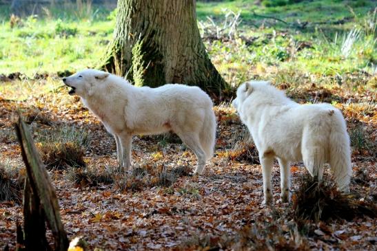 Tundrawolf Ayla, Khan und Scott Wildpark Alte Fasanerie Klein Auheim 2015