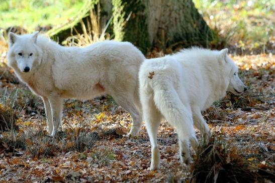 Tundrawolf Ayla, Khan und Scott Wildpark Alte Fasanerie Klein Auheim 2015