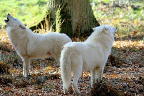 Tundrawolf Ayla, Khan und Scott Wildpark Alte Fasanerie Klein Auheim 2015