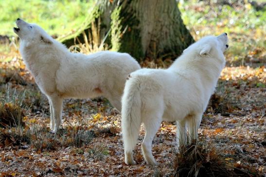 Tundrawolf Ayla, Khan und Scott Wildpark Alte Fasanerie Klein Auheim 2015