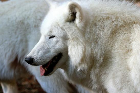 Tundrawolf Ayla, Khan und Scott Wildpark Alte Fasanerie Klein Auheim 2015