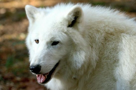 Tundrawolf Ayla, Khan und Scott Wildpark Alte Fasanerie Klein Auheim 2015