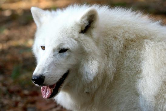 Tundrawolf Ayla, Khan und Scott Wildpark Alte Fasanerie Klein Auheim 2015