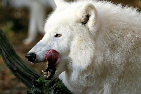 Tundrawolf Ayla, Khan und Scott Wildpark Alte Fasanerie Klein Auheim 2015