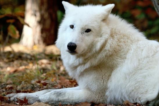 Tundrawolf Ayla, Khan und Scott Wildpark Alte Fasanerie Klein Auheim 2015