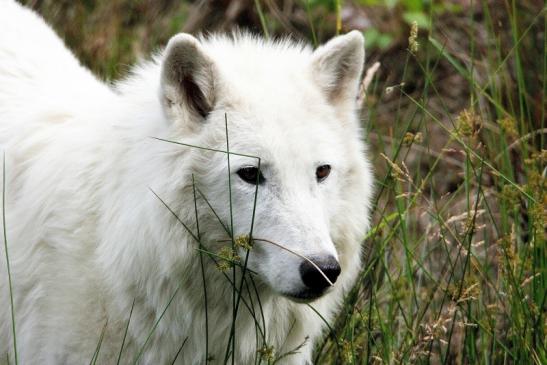 Tundrawolf Ayla, Khan und Scott Wildpark Alte Fasanerie Klein Auheim 2015