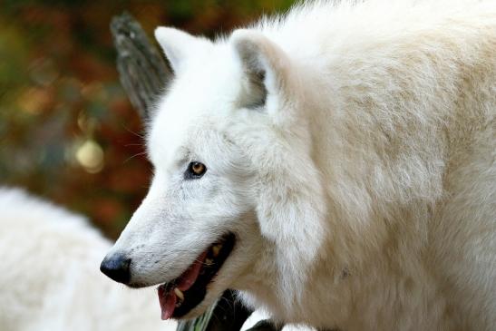 Tundrawolf Ayla, Khan und Scott Wildpark Alte Fasanerie Klein Auheim 2015