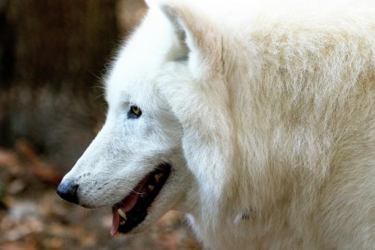 Tundrawolf Ayla, Khan und Scott Wildpark Alte Fasanerie Klein Auheim 2015