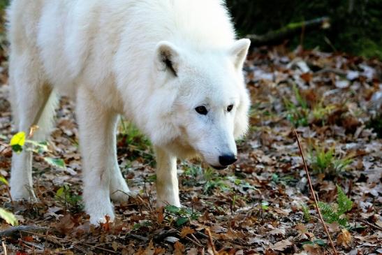 Tundrawolf Ayla, Khan und Scott Wildpark Alte Fasanerie Klein Auheim 2015