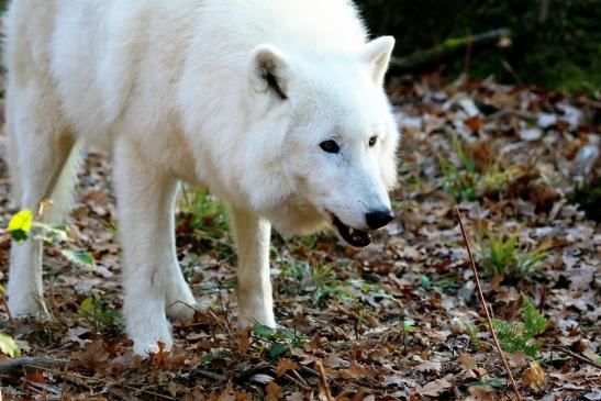 Tundrawolf Ayla, Khan und Scott Wildpark Alte Fasanerie Klein Auheim 2015