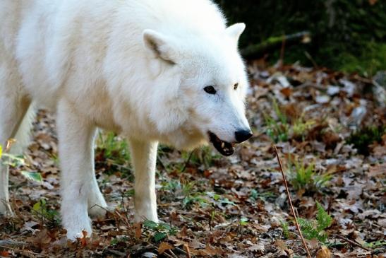 Tundrawolf Ayla, Khan und Scott Wildpark Alte Fasanerie Klein Auheim 2015