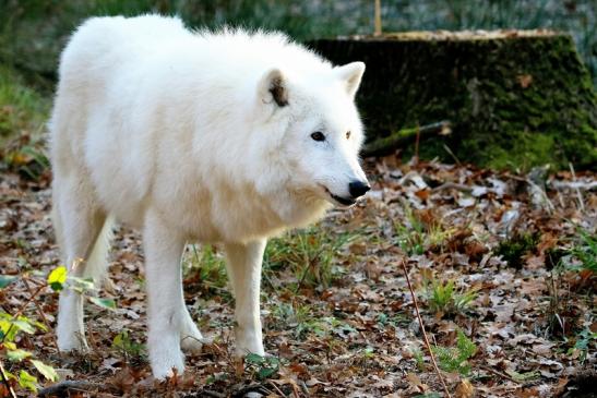 Tundrawolf Ayla, Khan und Scott Wildpark Alte Fasanerie Klein Auheim 2015