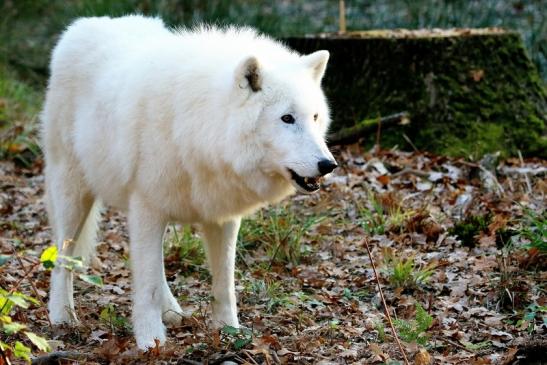 Tundrawolf Ayla, Khan und Scott Wildpark Alte Fasanerie Klein Auheim 2015