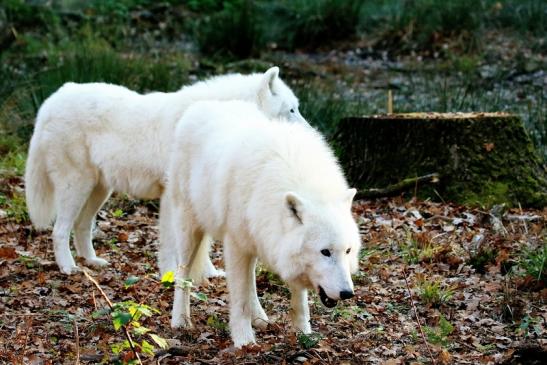 Tundrawolf Ayla, Khan und Scott Wildpark Alte Fasanerie Klein Auheim 2015