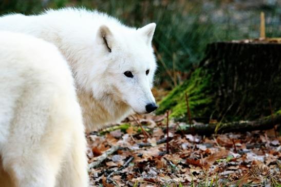 Tundrawolf Ayla, Khan und Scott Wildpark Alte Fasanerie Klein Auheim 2015