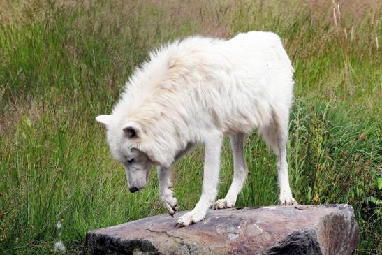 Tundrawolf Ayla, Khan und Scott Wildpark Alte Fasanerie Klein Auheim 2015