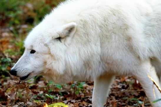 Tundrawolf Ayla, Khan und Scott Wildpark Alte Fasanerie Klein Auheim 2015