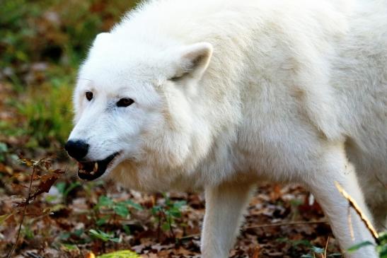 Tundrawolf Ayla, Khan und Scott Wildpark Alte Fasanerie Klein Auheim 2015