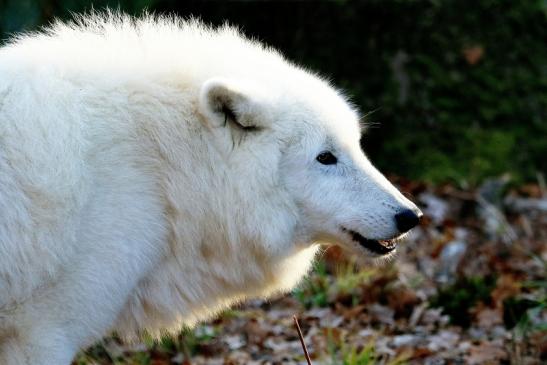 Tundrawolf Ayla, Khan und Scott Wildpark Alte Fasanerie Klein Auheim 2015