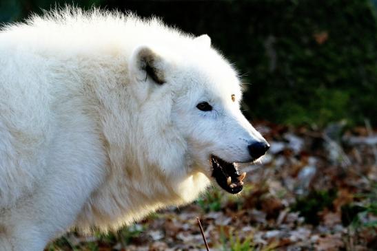 Tundrawolf Ayla, Khan und Scott Wildpark Alte Fasanerie Klein Auheim 2015