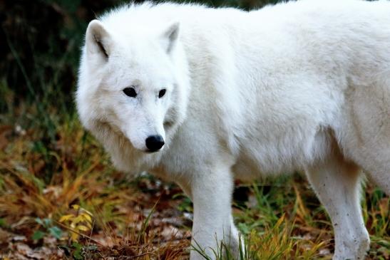 Tundrawolf Ayla, Khan und Scott Wildpark Alte Fasanerie Klein Auheim 2015