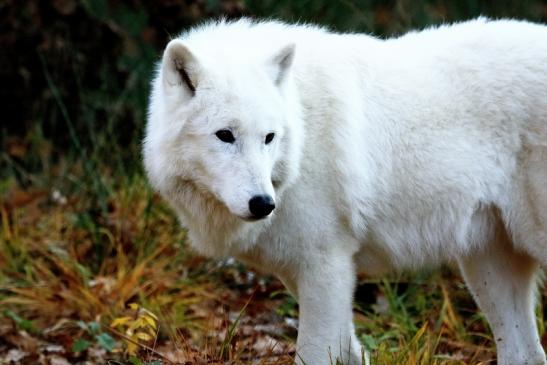 Tundrawolf Ayla, Khan und Scott Wildpark Alte Fasanerie Klein Auheim 2015