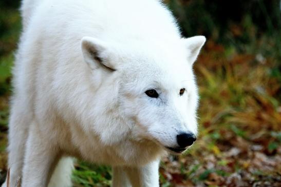 Tundrawolf Ayla, Khan und Scott Wildpark Alte Fasanerie Klein Auheim 2015