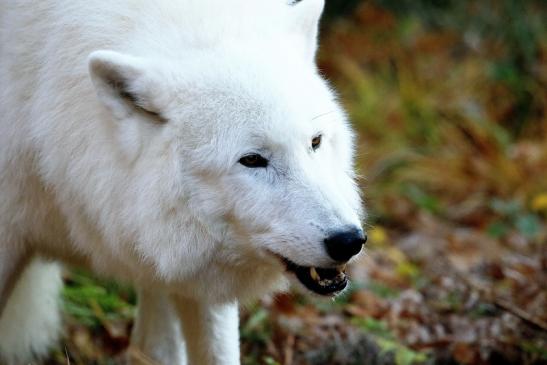 Tundrawolf Ayla, Khan und Scott Wildpark Alte Fasanerie Klein Auheim 2015