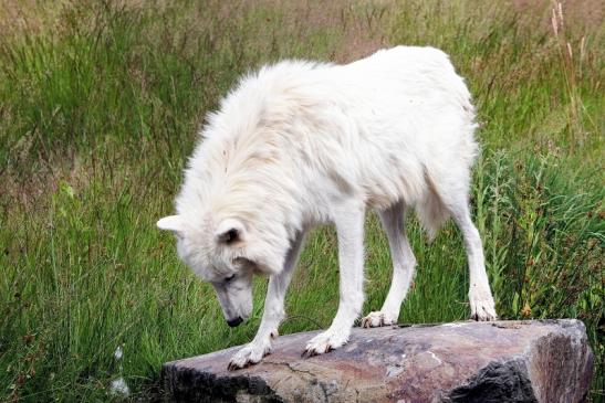 Tundrawolf Ayla, Khan und Scott Wildpark Alte Fasanerie Klein Auheim 2015