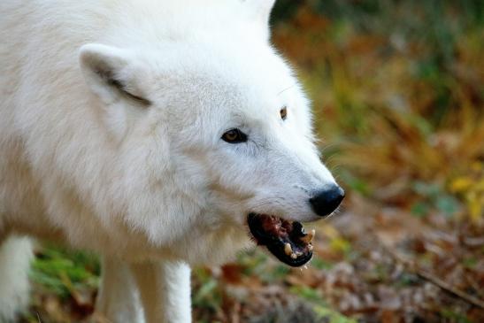 Tundrawolf Ayla, Khan und Scott Wildpark Alte Fasanerie Klein Auheim 2015