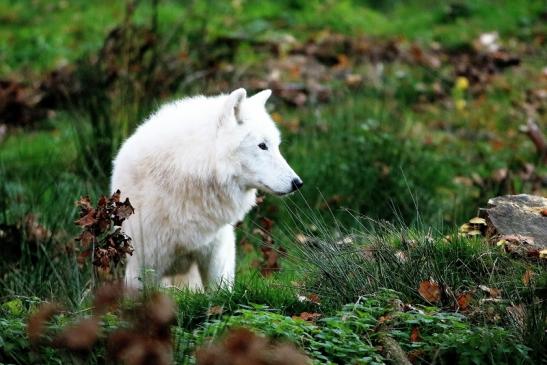 Tundrawolf Ayla, Khan und Scott Wildpark Alte Fasanerie Klein Auheim 2015