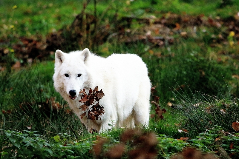 Tundrawolf Ayla, Khan und Scott Wildpark Alte Fasanerie Klein Auheim 2015