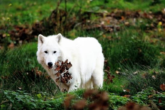 Tundrawolf Ayla, Khan und Scott Wildpark Alte Fasanerie Klein Auheim 2015