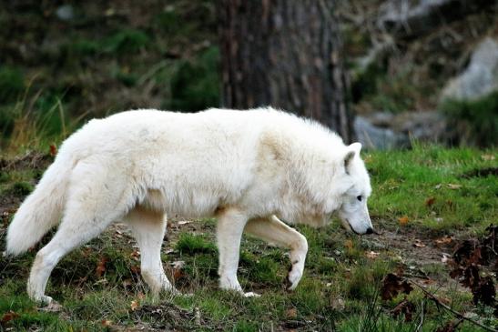 Tundrawolf Ayla, Khan und Scott Wildpark Alte Fasanerie Klein Auheim 2015