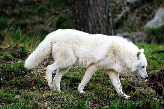 Tundrawolf Ayla, Khan und Scott Wildpark Alte Fasanerie Klein Auheim 2015