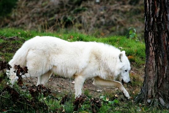 Tundrawolf Ayla, Khan und Scott Wildpark Alte Fasanerie Klein Auheim 2015