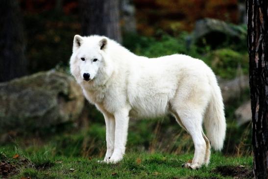 Tundrawolf Ayla, Khan und Scott Wildpark Alte Fasanerie Klein Auheim 2015