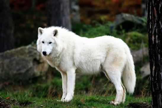 Tundrawolf Ayla, Khan und Scott Wildpark Alte Fasanerie Klein Auheim 2015